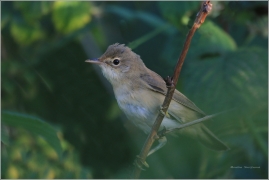 <p>RÁKOSNÍK OBECNÝ (Acrocephalus scirpaceus)</p>